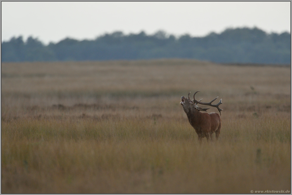 nur noch vereinzelt zu hören... Rothirsch *Cervus elaphus*