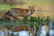 Spiegelung im Wasser... Rotfuchs *Vulpes vulpes*