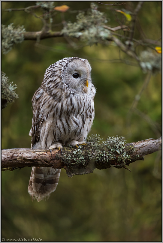 dämmerungs- und nachtaktiv... Habichtskauz *Strix uralensis*