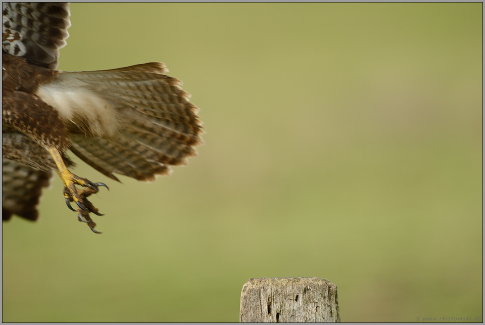 zu langsam (oder zu schnell)...  Mäusebussard *Buteo buteo* beim Abflug von einem Zaunpfahl