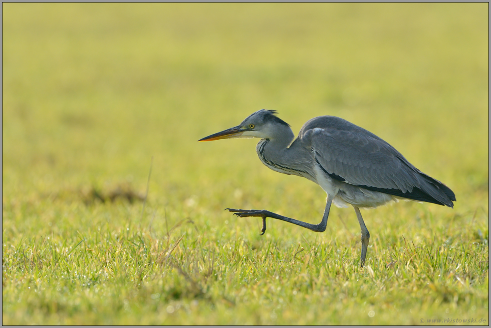 goldenes Licht... Graureiher *Ardea cinerea*