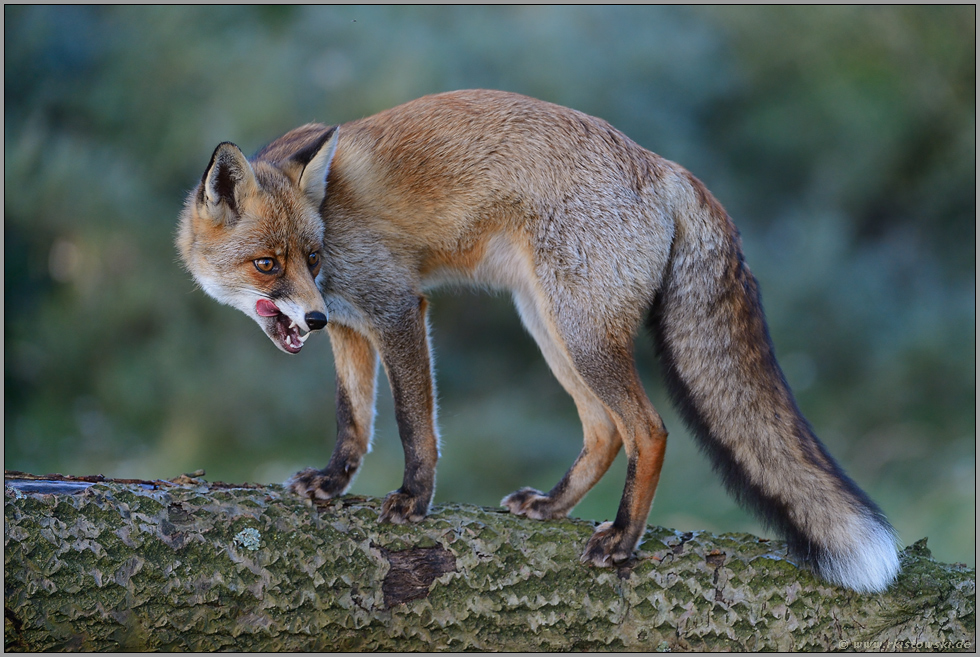 verschlagener Blick... Rotfuchs *Vulpes vulpes*