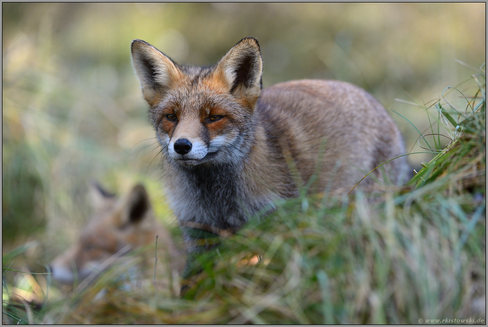 zu zweit... Rotfuchs *Vulpes vulpes*