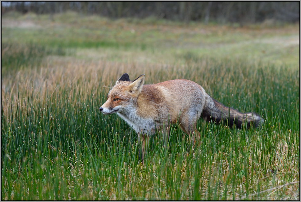 im Jagdrevier... Rotfuchs *Vulpes vulpes*