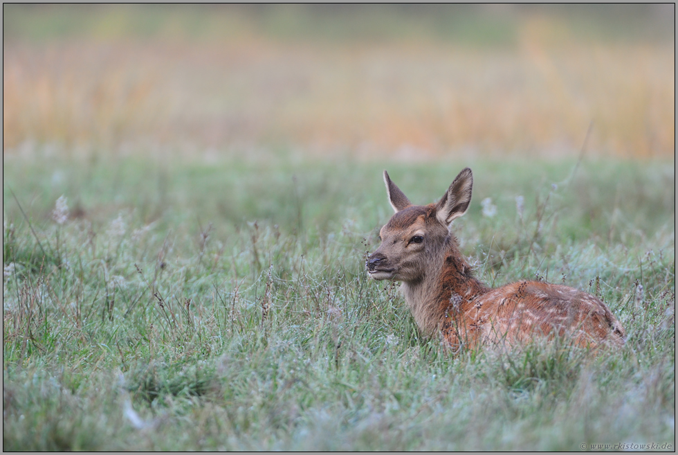 Hirschkalb... Rothirsch *Cervus elaphus*