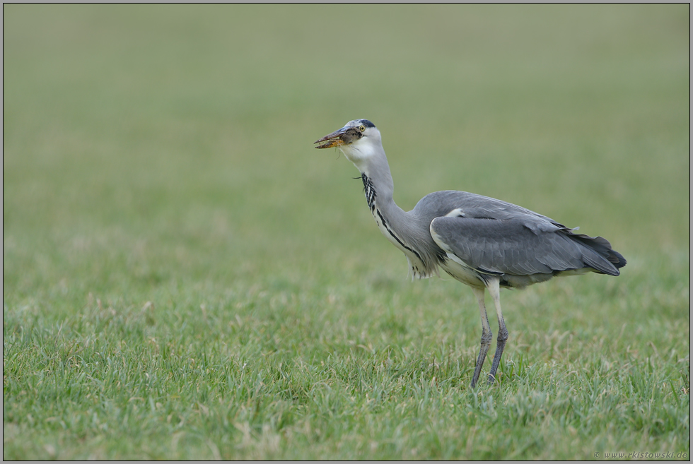 Mäusejäger... Graureiher *Ardea cinerea*