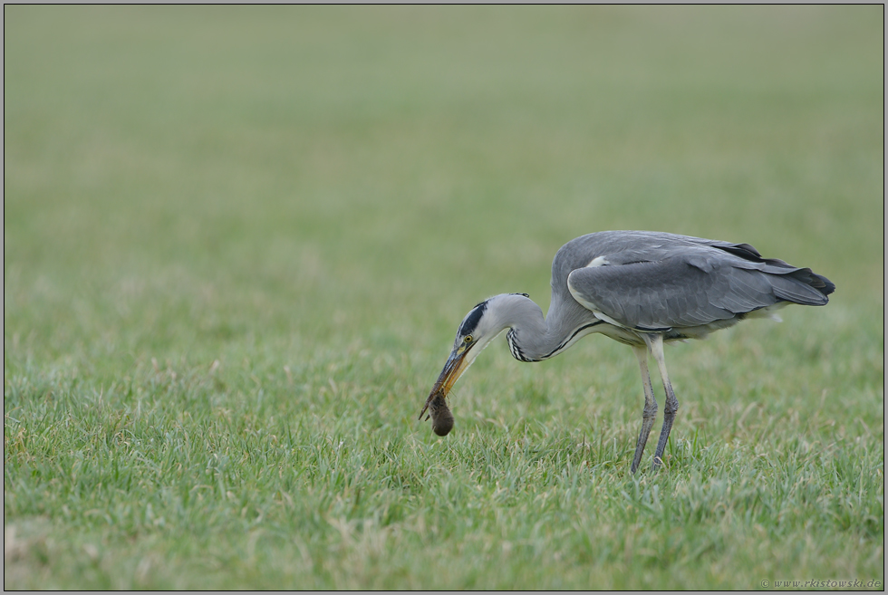 erfolgreich... Graureiher *Ardea cinerea*