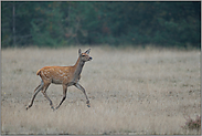 leichtfüßig... Hirschkalb *Cervus elaphus*