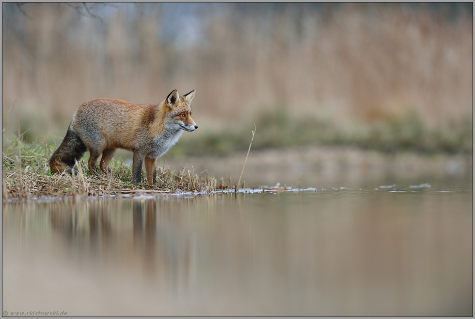 mit gebanntem Blick... Rotfuchs *Vulpes vulpes*