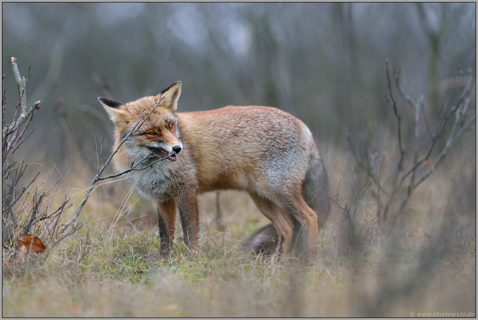 Verbissschäden... Rotfuchs *Vulpes vulpes*