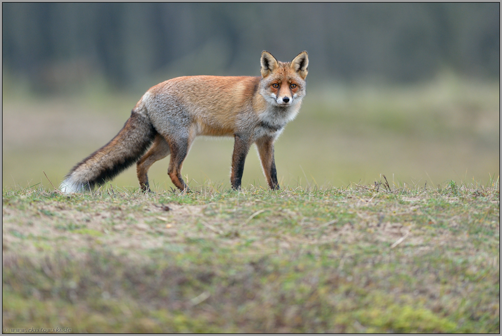 auf freiem Feld... Rotfuchs *Vulpes vulpes*