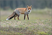 auf freiem Feld... Rotfuchs *Vulpes vulpes*