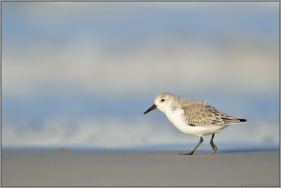 flink unterwegs... Sanderling *Calidris alba*