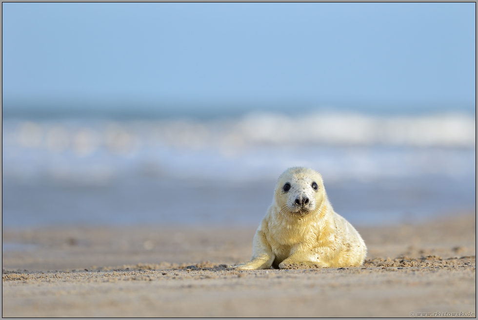 am weiten Sandstrand... Kegelrobbenbaby *Halichoerus grypus* auf der Helgoländer Düne