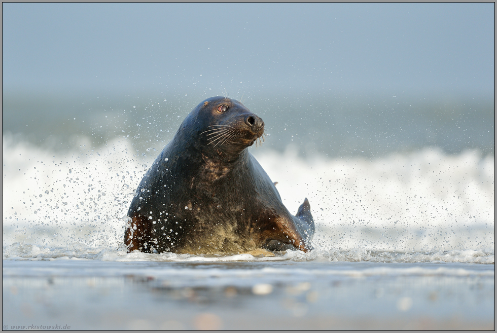 der Blick... Kegelrobbe *Halichoerus grypus* verlässt das Wasser