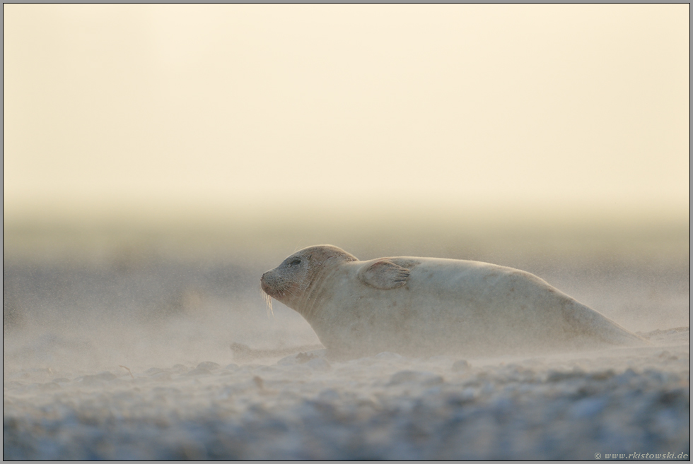harte Zeiten... Seehund *Phoca vitulina* im Sturm