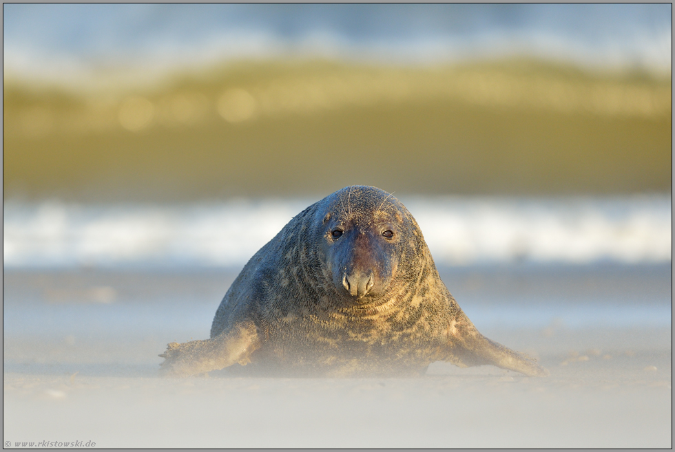 fliegender Sand... Kegelrobbe *Halichoerus grypus*