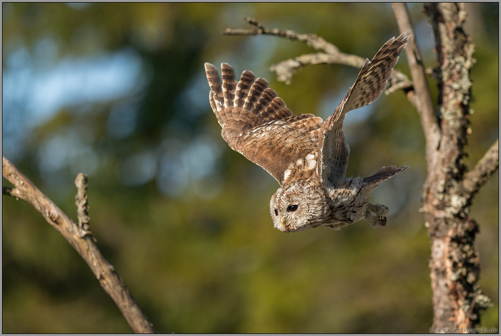 Abflug... Waldkauz *Strix aluco*