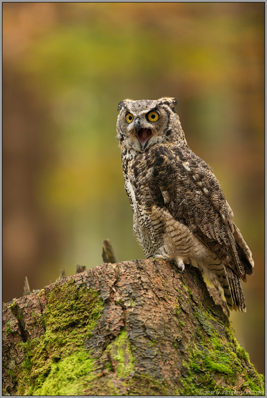 der Schrei... Virginia-Uhu *Bubo virginianus*