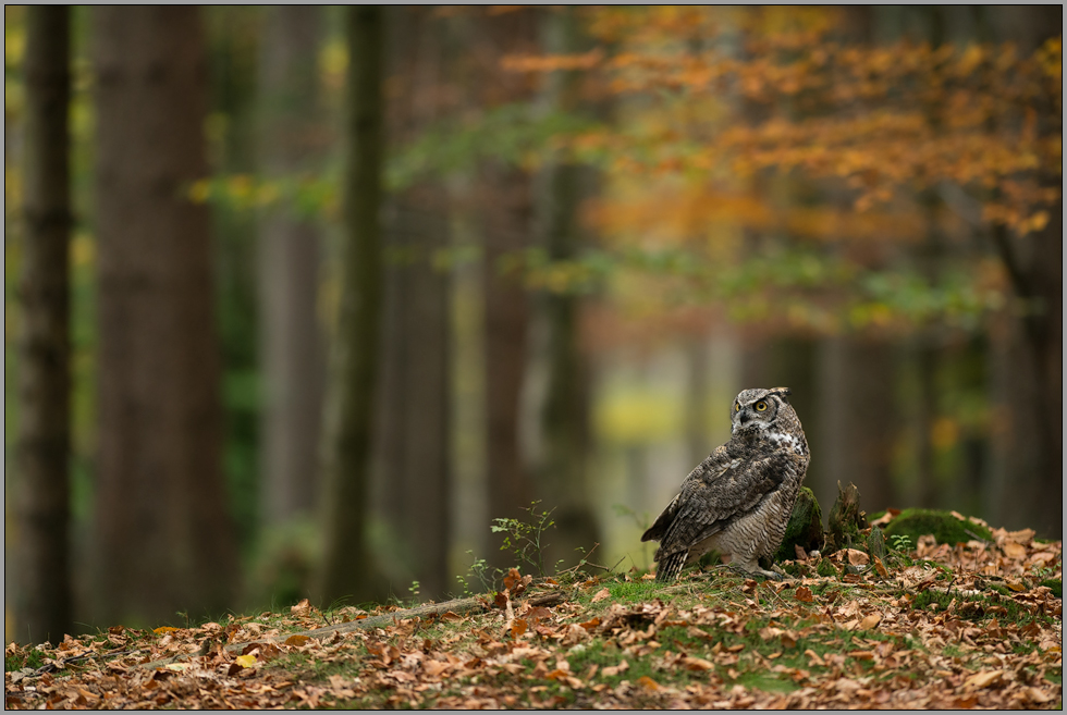 am Boden... Virginia-Uhu *Bubo virginianus*