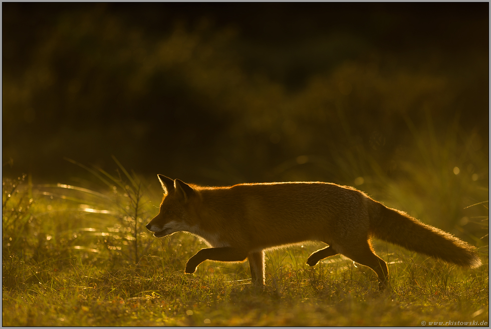 schnürender Fuchs... Rotfuchs *Vulpes vulpes* im Gegenlicht