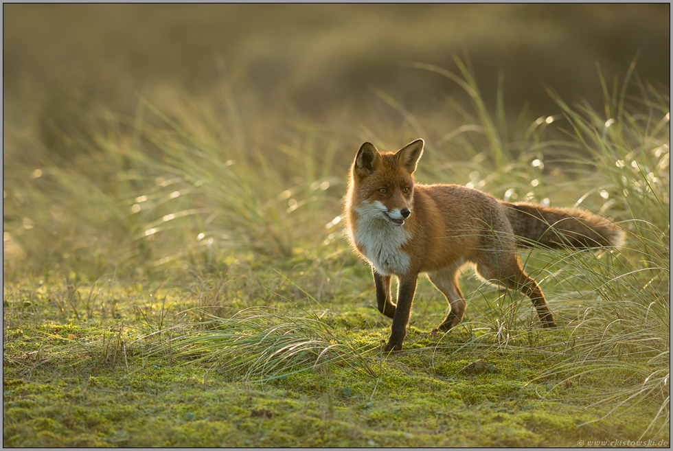 für einen Moment... Rotfuchs *Vulpes vulpes*