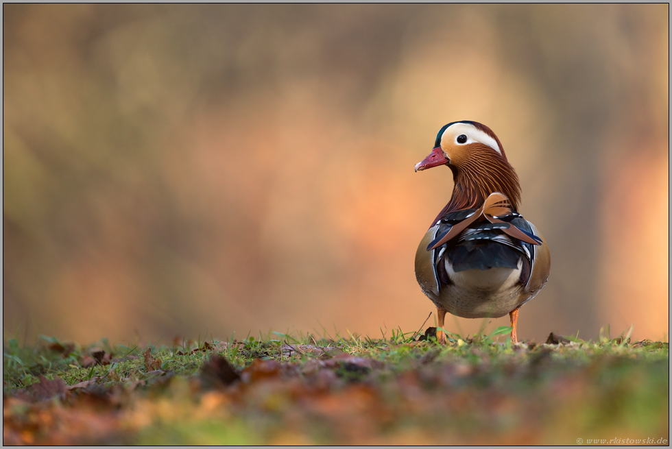 der Blick zurück... Mandarinente *Aix galericulata*