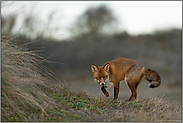 listiger Fuchs... Rotfuchs *Vulpes vulpes*