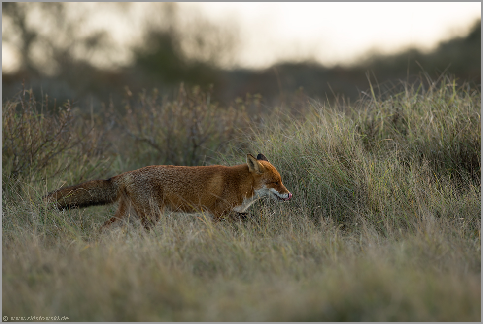 unterwegs... Rotfuchs *Vulpes vulpes* in der Dämmerung