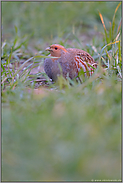 auf der Hut... Rebhuhn *Perdix perdix*