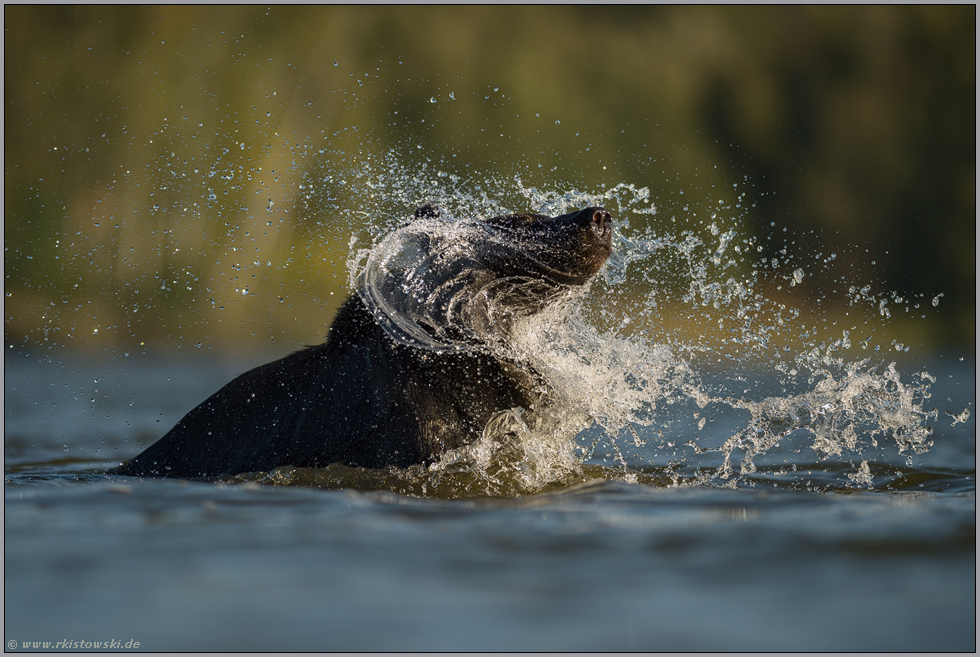 Schleudergang... Europäischer Braunbär *Ursus arctos* schüttelt Wasser aus dem Fell