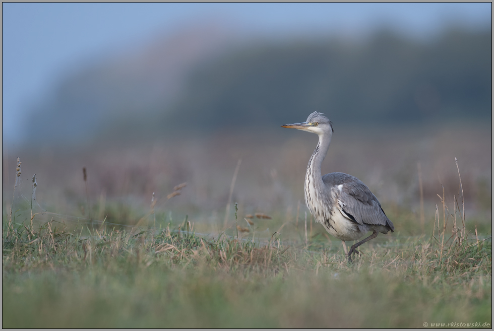 Dunst liegt über den Wiesen... Graureiher *Ardea cinerea*