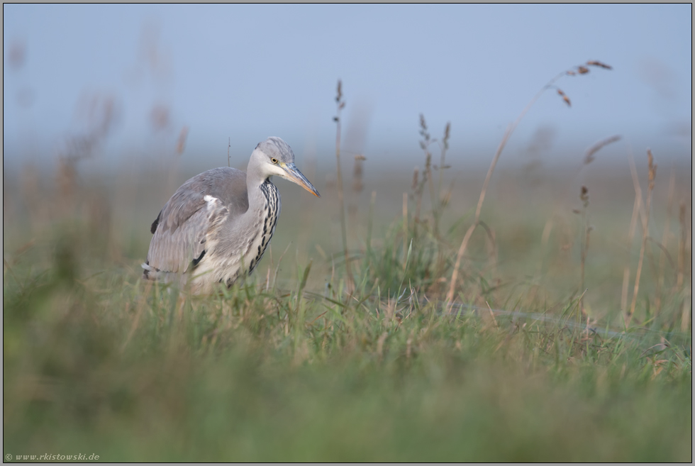 im hohen Gras... Graureiher *Ardea cinerea*