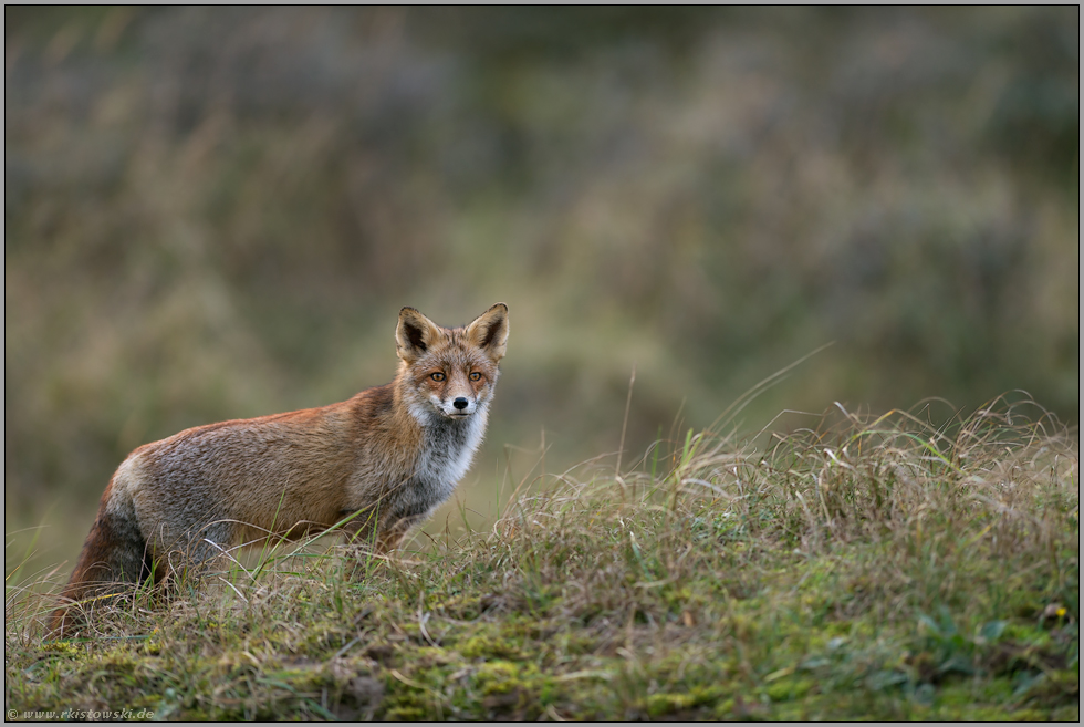 mit gespitzten Ohren... Rotfuchs *Vulpes vulpes*