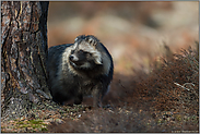 heimlich... Marderhund *Nyctereutes procyonoides*