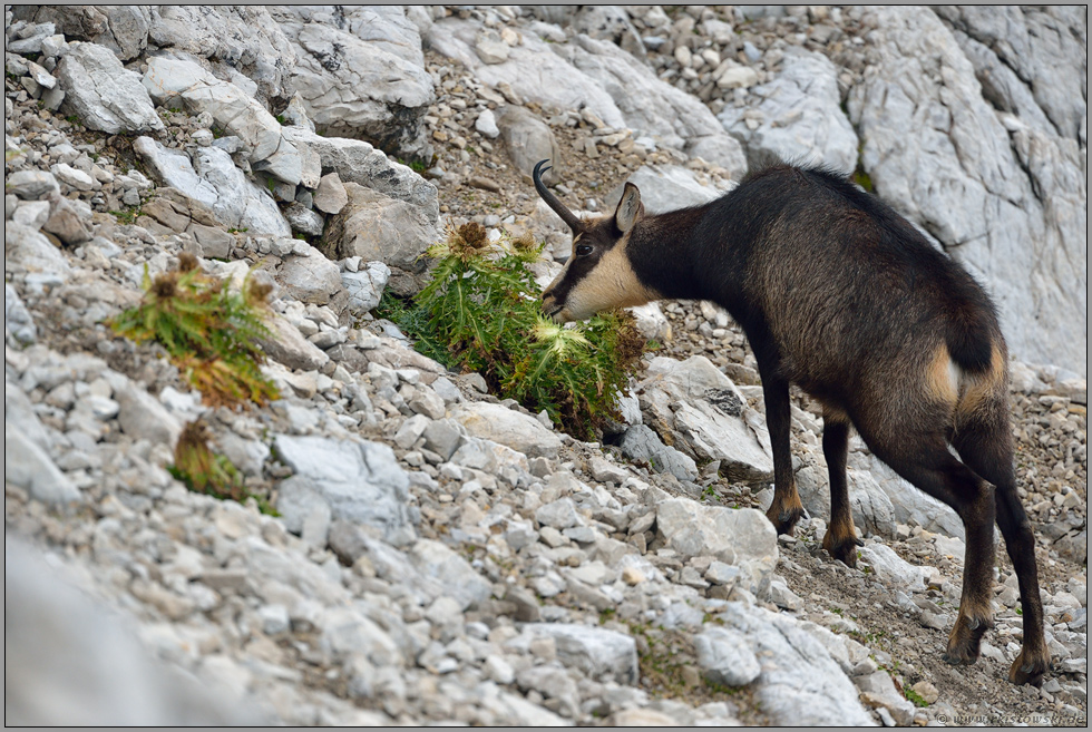 stachelige Mahlzeit... Gämse *Rupicapra rupicapra* frisst im Geröllhang von einer Distel