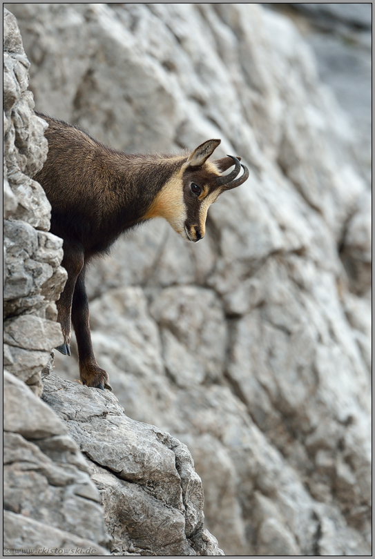 in der Wand... Gämse *Rupicapra rupicapra*, Gamskitz / Jährling im steilen Fels