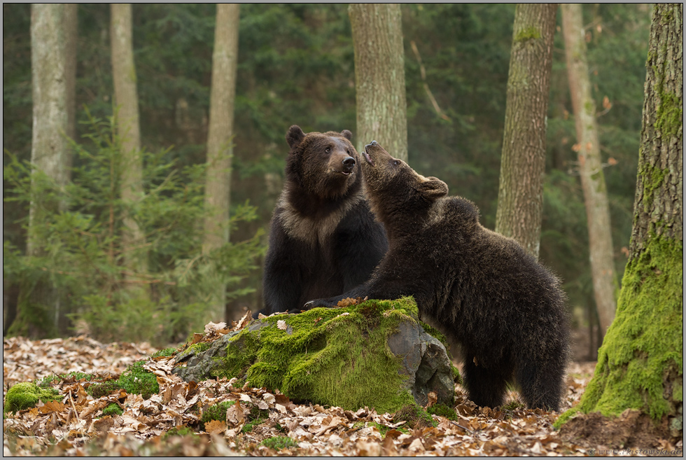 Diskussionen... Europäische Braunbären *Ursus arctos*