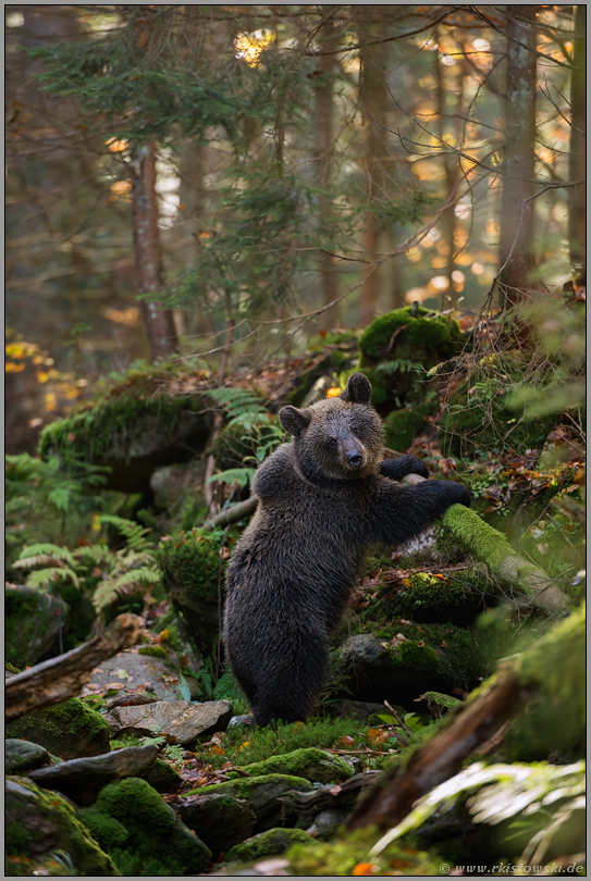 Blick zum Fotografen... Europäischer Braunbär *Ursus arctos*