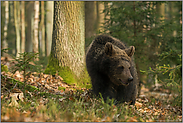 umherstreifend... Europäischer Braunbär *Ursus arctos*