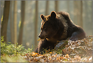 böse Blicke...  Europäischer Braunbär *Ursus arctos* wird bei der Ruhe gestört