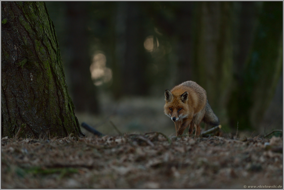 wenig Licht... Rotfuchs *Vulpes vulpes* auf der Pirsch