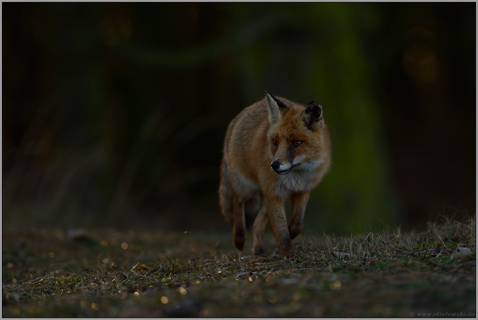 dämmerungsaktiv... Rotfuchs *Vulpes vulpes* auf dem Weg durch