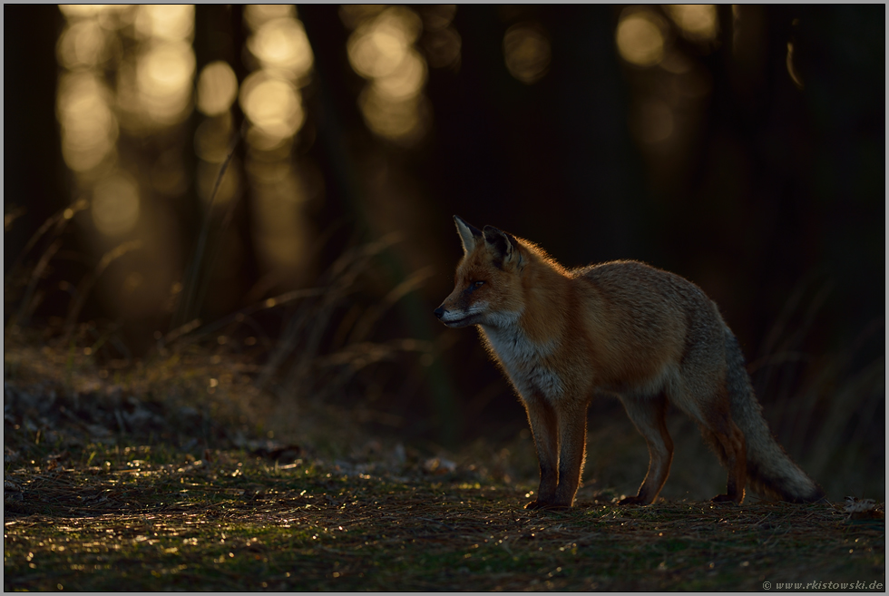 letztes Licht... Rotfuchs *Vulpes vulpes* in angespannter Körperhaltung