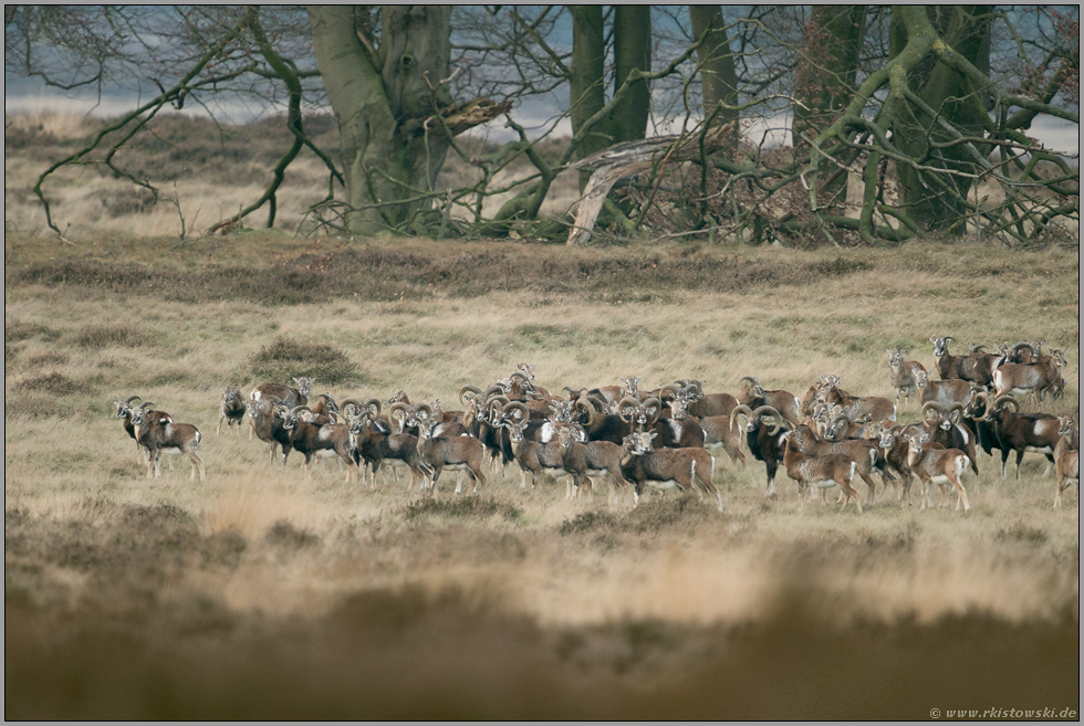 nervös... Europäischer Mufflon *Ovis orientalis*, Muffelherde in steppenähnlicher Landschaft