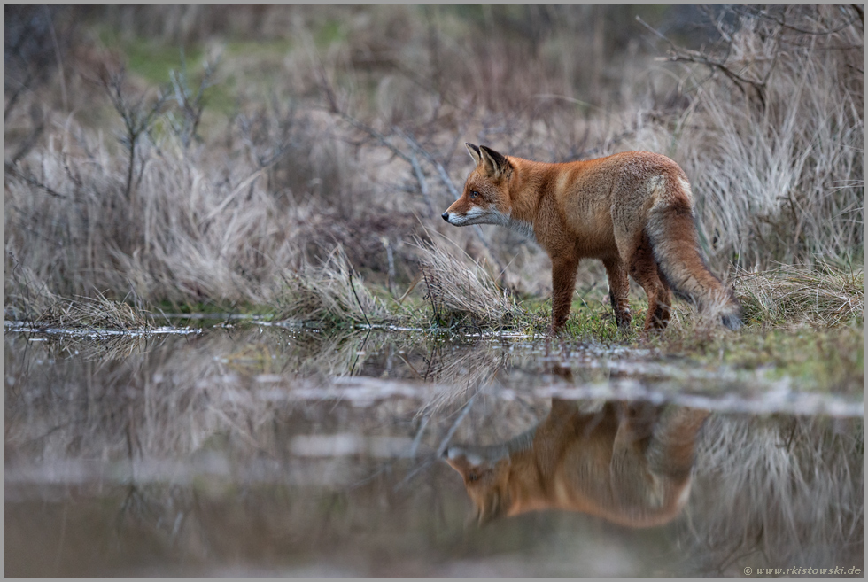 am Wasserloch... Rotfuchs *Vulpes vulpes*