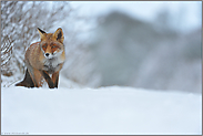 so schön anzusehen... Rotfuchs *Vulpes vulpes* im Schnee