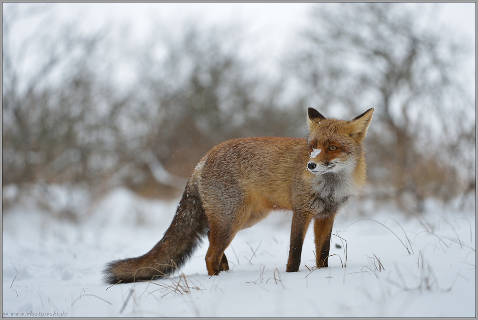 am Rand einer Hecke... Rotfuchs *Vulpes vulpes* im Schnee