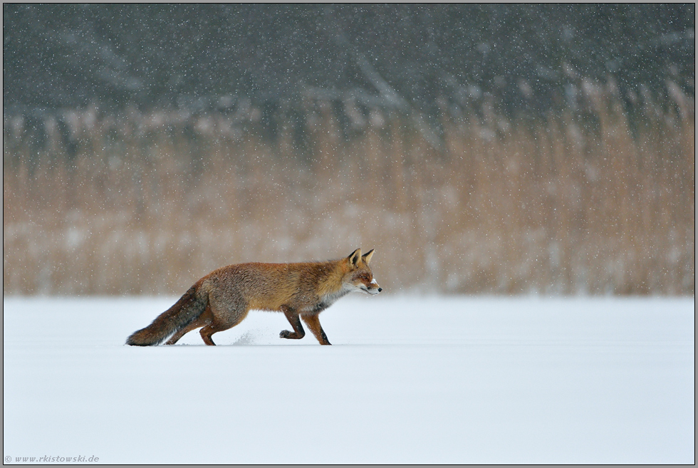 leise rieselt der Schnee... Rotfuchs *Vulpes vulpes* im Winter