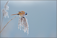 eisblau... Bartmeise *Panurus biarmicus*